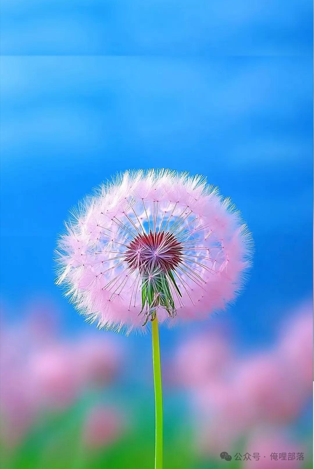 《回仙鼠》DJ-王志